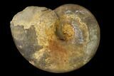 Bathonian Ammonite (Oppelia) Fossil - France #152730-1